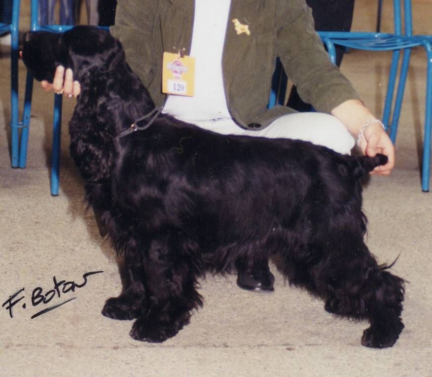 CH. weeping willow's Nappie