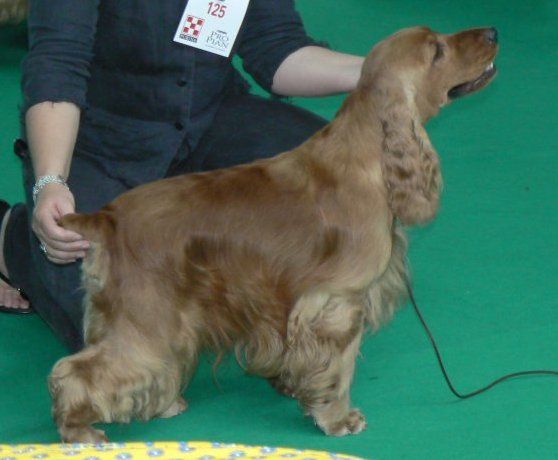 weeping willow's Be cool