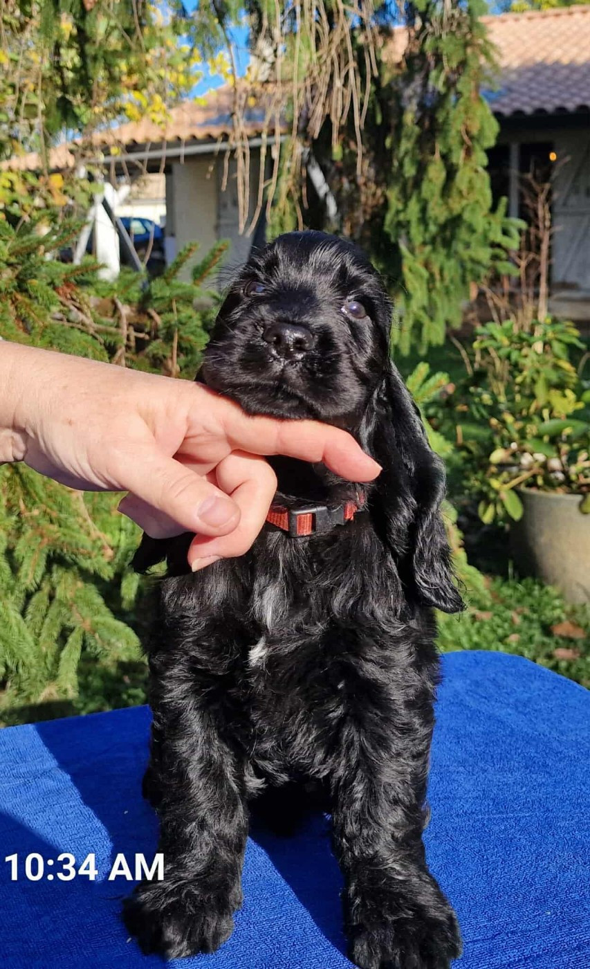 Des maloumy - Chiots disponibles - Cocker Spaniel Anglais