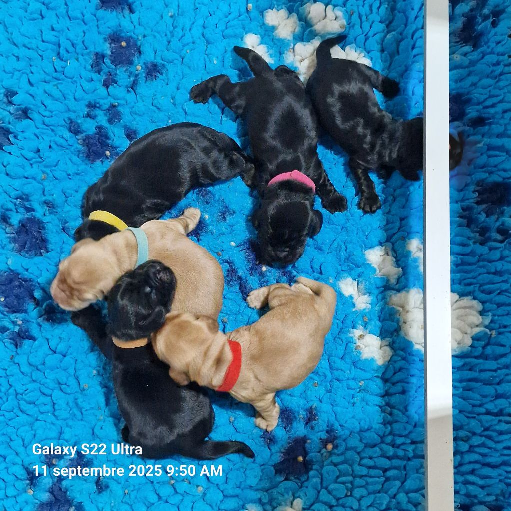Des maloumy - Cocker Spaniel Anglais - Portée née le 06/09/2025