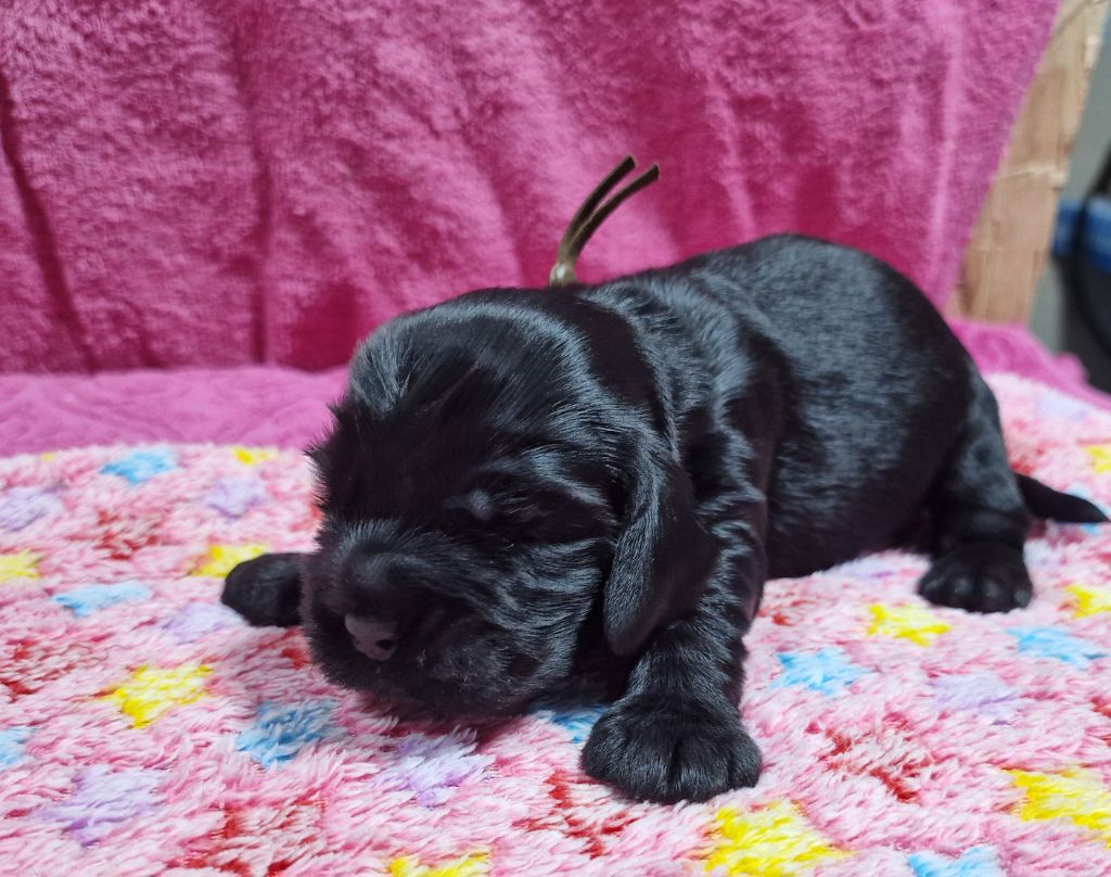 Des maloumy - Chiots disponibles - Cocker Spaniel Anglais